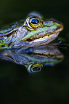 BB 15 0548 / Pelophylax esculentus / Hybridfrosk